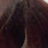 ����-������ ����� ������� HairConcept Classic Color #7.34 �����-���������� �������